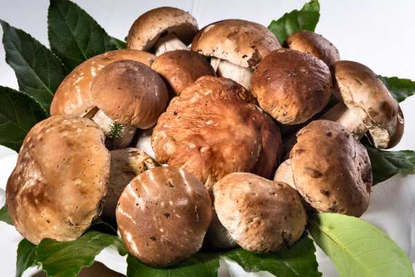 Boeucc's Mushrooms
